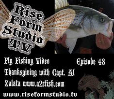 Fly Fishing For Striped Bass Thanksgiving